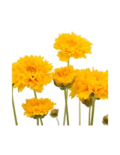 COREOPSIS Diametro Vaso 14 Cm -Vendite Forniture Da Giardino coreopsis v 14 3