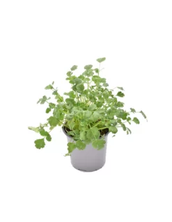 CORIANDOLO Diametro Vaso 14 Cm