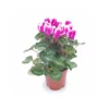 CYCLAMEN PERSICUM, FANTASIA PURPLE Diametro Vaso 10.5 Cm