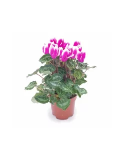 CYCLAMEN PERSICUM, FANTASIA PURPLE Diametro Vaso 10.5 Cm