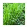 CYMBOPOGON CITRATUS (Lemon Grass) - (Citronella) Diametro Vaso 14 Cm