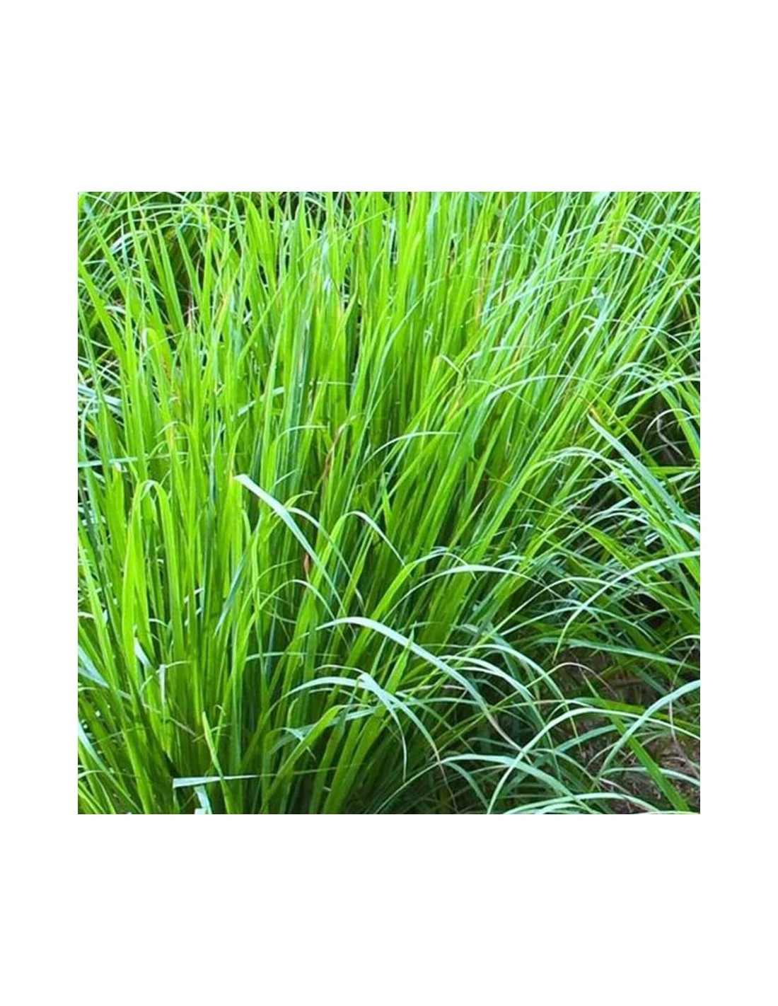 CYMBOPOGON CITRATUS (Lemon Grass) - (Citronella) Diametro Vaso 14 Cm 1 CYMBOPOGON CITRATUS (Lemon Grass) - (Citronella) Diametro Vaso 14 Cm