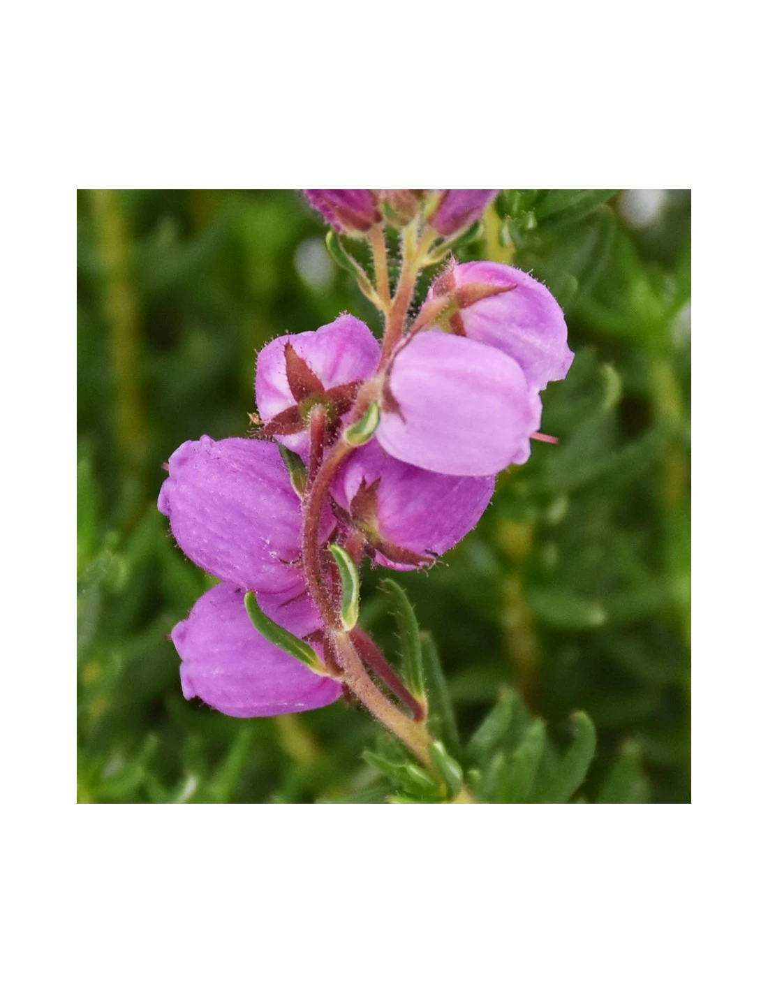 DABOECIA CANTABRICA - VIOLET Diametro Vaso 11 Cm 2 DABOECIA CANTABRICA - VIOLET Diametro Vaso 11 Cm - immagine 2