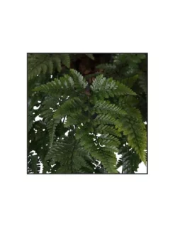 FELCE DAVALLIAHUMATA TYERMANNII Diametro Vaso 17 Cm -Vendite Forniture Da Giardino davalliahumata tyermannii v 17 2