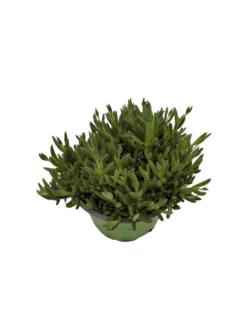 DELOSPERMA BASUTICUM MIX Diametro Vaso 12 Cm -Vendite Forniture Da Giardino delosperma basuticum mix vaso diametro 12 cm 2