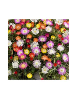 DELOSPERMA BASUTICUM MIX Diametro Vaso 12 Cm