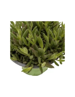 DELOSPERMA BASUTICUM MIX Diametro Vaso 12 Cm -Vendite Forniture Da Giardino delosperma basuticum mix vaso diametro 12 cm 3