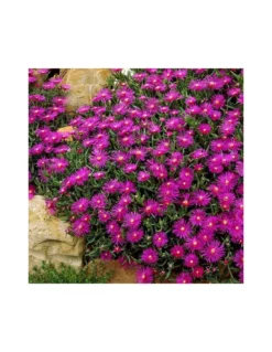 DELOSPERMA COOPERI Diametro Vaso 12 Cm