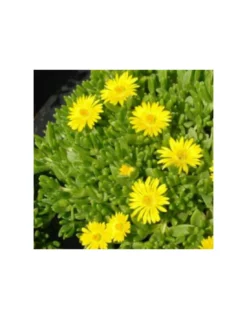 DELOSPERMA LINEARE VASO Diametro 12 Cm