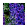 DELPHINIUM DARK BLUE/BLACK BEE Diametro Vaso 12 CM