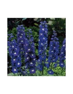 DELPHINIUM DARK BLU/BIANCO Diametro Vaso 12 Cm