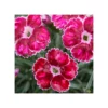 DIANTHUS CARYOPHYLLUS "FLUTTERBURST" Dimensione Vaso12 CM
