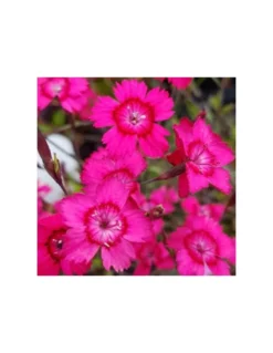DIANTHUS DELTOIDES "BRILLIANT" Diametro Vaso 12 Cm