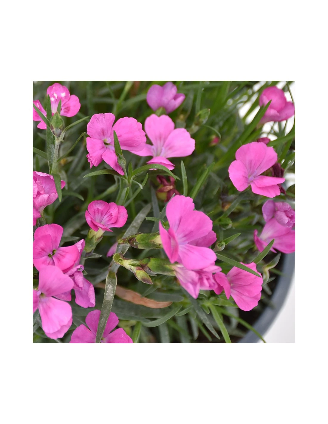 GAROFANO "DIANTHUS KAORI" - PINK Diametro Vaso 14 Cm 2 GAROFANO "DIANTHUS KAORI" - PINK Diametro Vaso 14 Cm - immagine 2