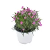 GAROFANO "DIANTHUS KAORI" - PINK Diametro Vaso 14 Cm