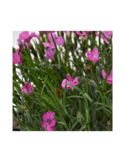 GAROFANO "DIANTHUS KAORI" - PINK Diametro Vaso 14 Cm 5 GAROFANO "DIANTHUS KAORI" - PINK Diametro Vaso 14 Cm -Vendite Forniture Da Giardino dianthus kaori rosa v14 2