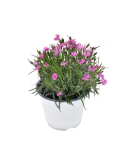 GAROFANO "DIANTHUS KAORI" - PINK Diametro Vaso 14 Cm