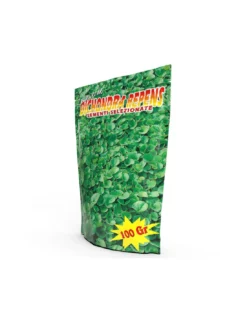 DICONDRA REPENS GR.100