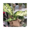 DIEFFENBACHIA "BANANA" Diametro Vaso Cm 23