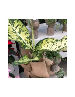 DIEFFENBACHIA "BANANA" Diametro Vaso Cm 23