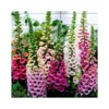 DIGITALIS PURPUREA "FOXY MIX" Diametro Vaso 12 Cm