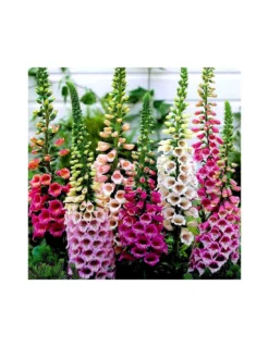 DIGITALIS PURPUREA "FOXY MIX" Diametro Vaso 12 Cm