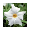 DIPLADENIA "Mandevilla" - BIANCA Diametro Vaso 14 Cm