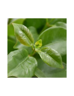 DIPLADENIA "Mandevilla" - BIANCA Diametro Vaso 14 Cm -Vendite Forniture Da Giardino dipladenia bianca v 14 2