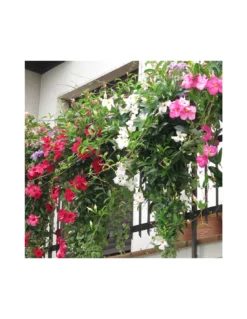 DIPLADENIA Mandevilla - PINK Diametro Vaso 14 Cm -Vendite Forniture Da Giardino dipladenia rosa v 14 2