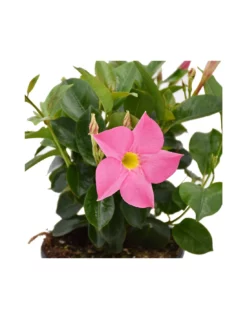 DIPLADENIA Mandevilla - PINK Diametro Vaso 14 Cm