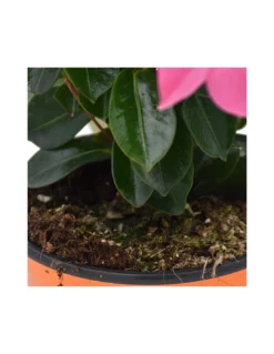 DIPLADENIA Mandevilla - PINK Diametro Vaso 14 Cm -Vendite Forniture Da Giardino dipladenia rosa v 14 3