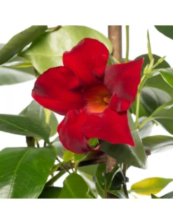 DIPLADENIA "Mandevilla" - ROSSA Diametro Vaso 14 Cm