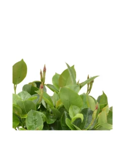 DIPLADENIA "Mandevilla" - ROSSA Diametro Vaso 14 Cm -Vendite Forniture Da Giardino dipladenia rossa v 14 3