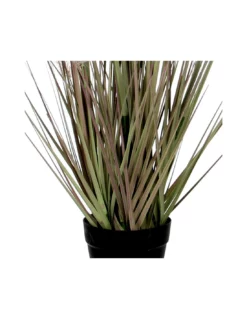 PLUME GRASS PURPLE - H53XD10 Cm -Vendite Forniture Da Giardino dogtail grass purple in plastic pot d10cm h53cm 2