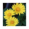 SENECIO "DORONICUM ORIENTALIS LEONARDO" Vaso Diametro 12 Cm