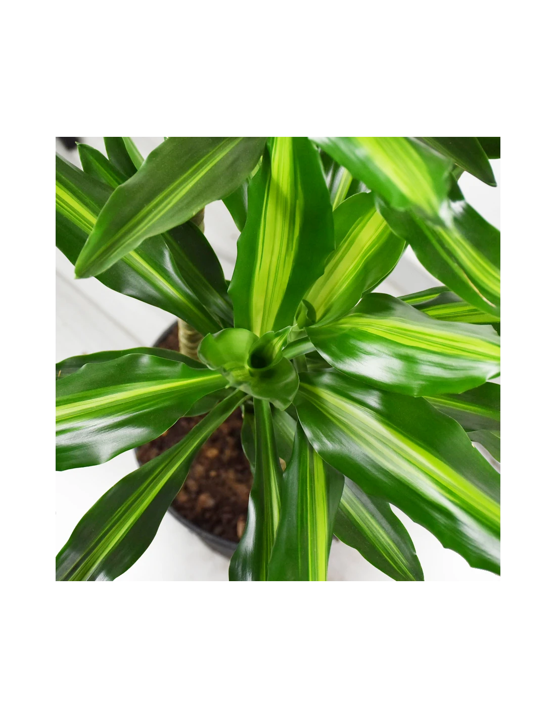 DRACAENA FRAGRANS 'CINTHO' Diametro Vaso 24 Cm 2 DRACAENA FRAGRANS 'CINTHO' Diametro Vaso 24 Cm - immagine 2