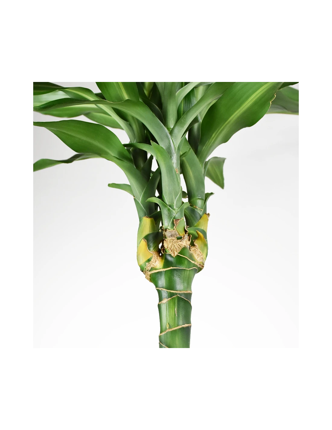 DRACAENA FRAGRANS 'CINTHO' Diametro Vaso 24 Cm 4 DRACAENA FRAGRANS 'CINTHO' Diametro Vaso 24 Cm - immagine 4