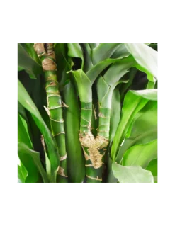 DRACAENA FRAGRANS DEREMENSIS 'JANET LIND' Diametro Vaso 24 Cm -Vendite Forniture Da Giardino dracaena fragrans dermensis janet lind v 24 2