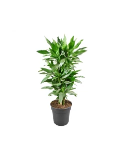 DRACAENA FRAGRANS DEREMENSIS 'JANET LIND' Diametro Vaso 24 Cm