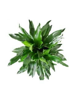 DRACAENA FRAGRANS DEREMENSIS 'JANET LIND' Diametro Vaso 24 Cm -Vendite Forniture Da Giardino dracaena fragrans dermensis janet lind v 24 3