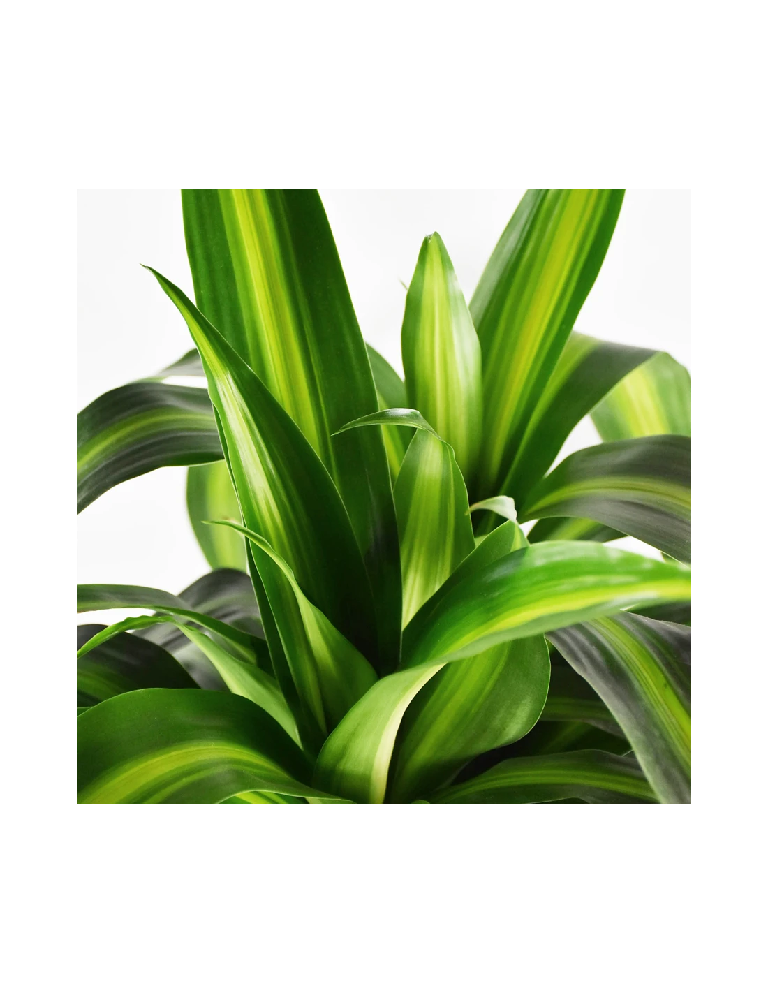 DRACAENA FRAGRANS 'HAWAIIAN SUNSHINE' Diametro Vaso 24 Cm 2 DRACAENA FRAGRANS 'HAWAIIAN SUNSHINE' Diametro Vaso 24 Cm - immagine 2