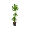 DRACAENA FRAGRANS 'HAWAIIAN SUNSHINE' Diametro Vaso 24 Cm