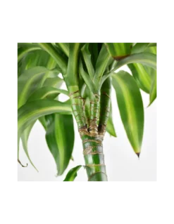 DRACAENA FRAGRANS 'HAWAIIAN SUNSHINE' Diametro Vaso 24 Cm 5 DRACAENA FRAGRANS 'HAWAIIAN SUNSHINE' Diametro Vaso 24 Cm -Vendite Forniture Da Giardino dracaena fragrans hawaiian sunshine h 140 v 24 2