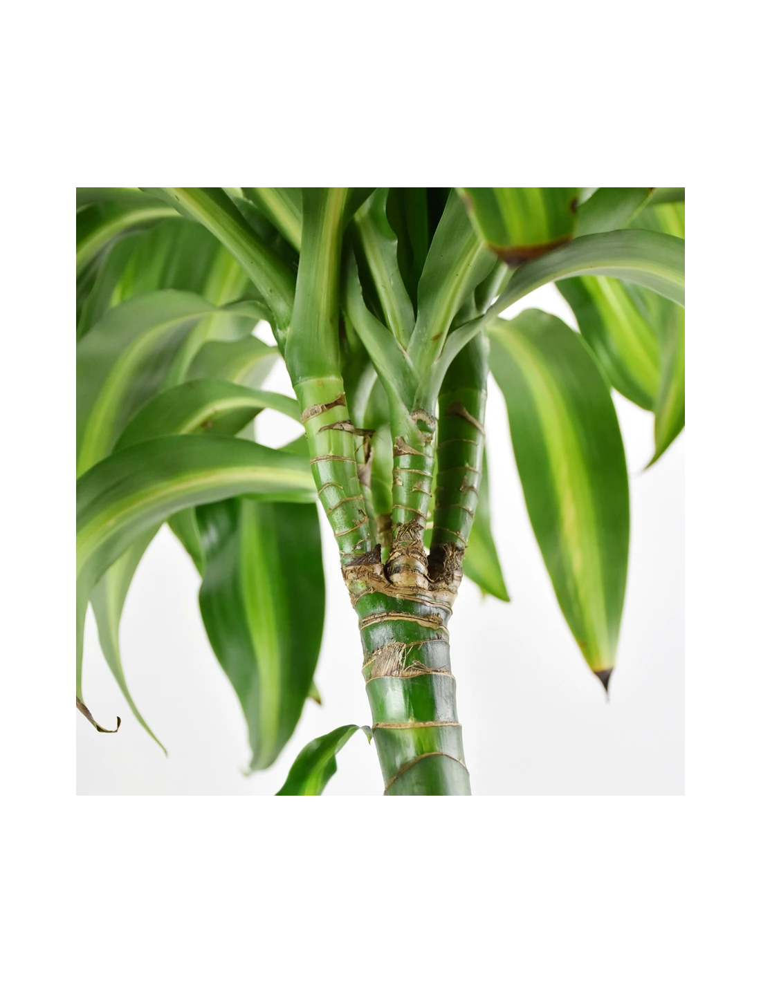DRACAENA FRAGRANS 'HAWAIIAN SUNSHINE' Diametro Vaso 24 Cm 3 DRACAENA FRAGRANS 'HAWAIIAN SUNSHINE' Diametro Vaso 24 Cm - immagine 3