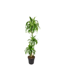 DRACAENA FRAGRANS 'HAWAIIAN SUNSHINE' Diametro Vaso 24 Cm