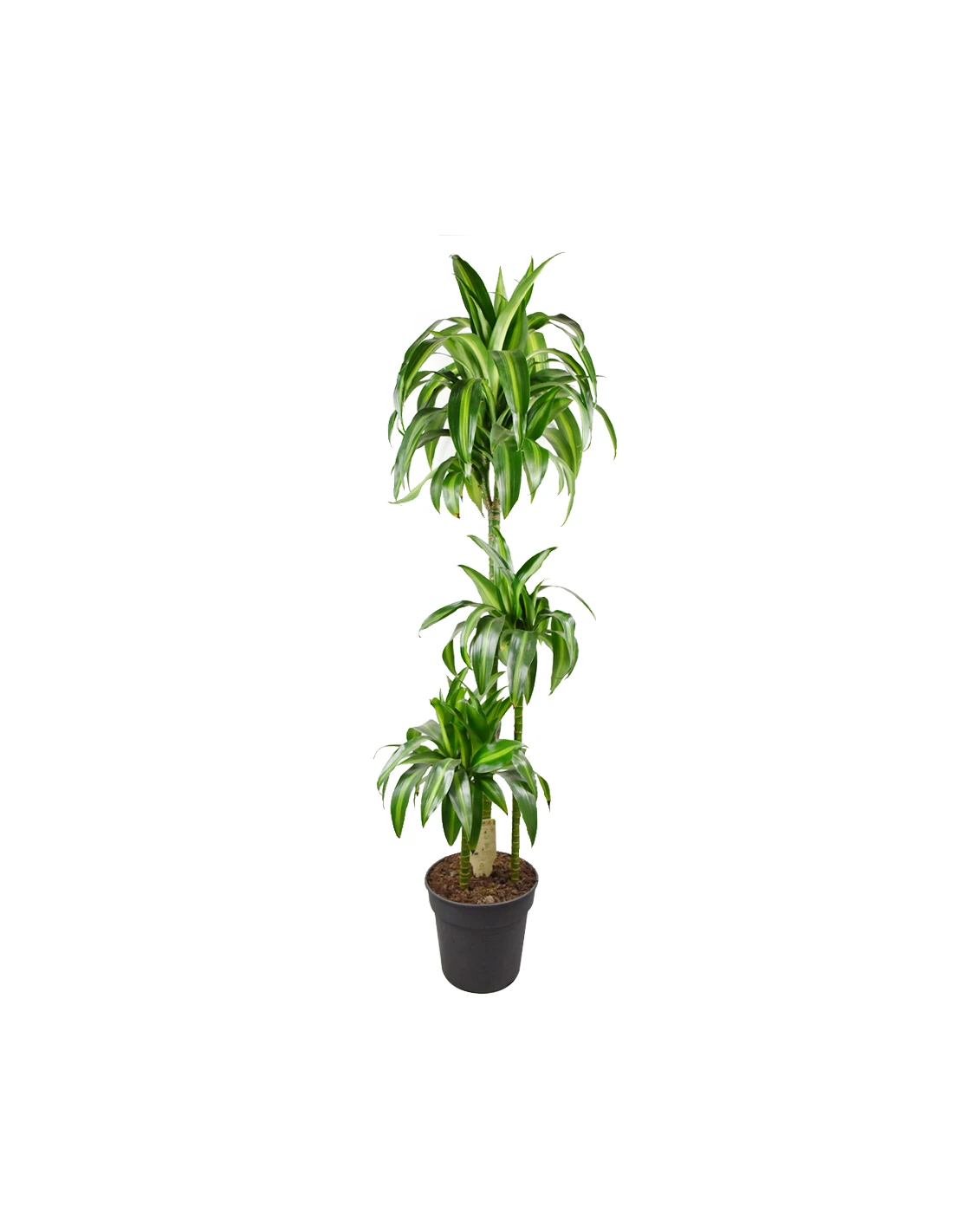 DRACAENA FRAGRANS 'HAWAIIAN SUNSHINE' Diametro Vaso 24 Cm 1 DRACAENA FRAGRANS 'HAWAIIAN SUNSHINE' Diametro Vaso 24 Cm