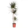 DRACAENA MARGINATA MAGENTA Diametro Vaso 24 Cm Altezza 150 Cm