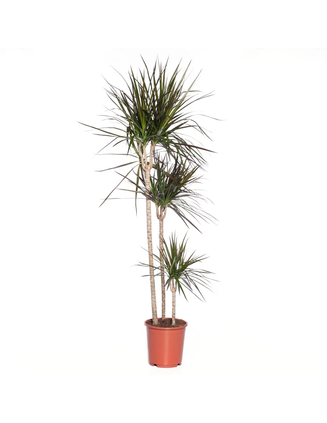 DRACAENA MARGINATA MAGENTA Diametro Vaso 24 Cm Altezza 150 Cm 1 DRACAENA MARGINATA MAGENTA Diametro Vaso 24 Cm Altezza 150 Cm