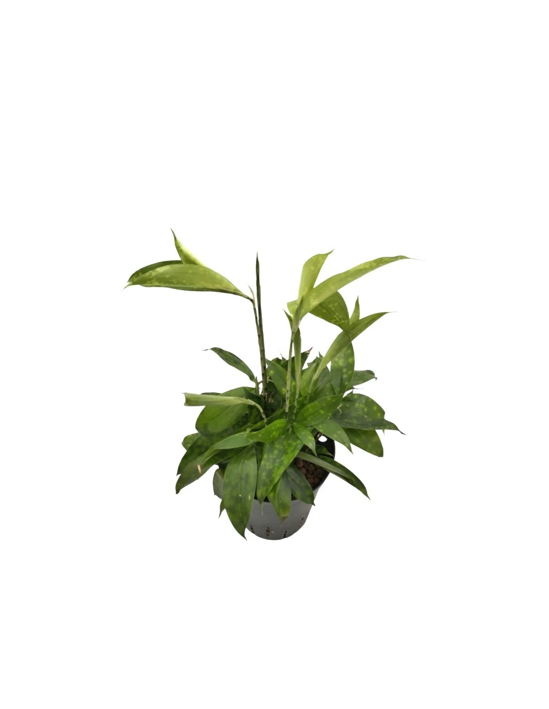 DRACAENA SURCULOSA TUFT Diametro Vaso 15/19 Cm 2 DRACAENA SURCULOSA TUFT Diametro Vaso 15/19 Cm - immagine 2