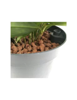 DRACAENA SURCULOSA TUFT Diametro Vaso 15/19 Cm 5 DRACAENA SURCULOSA TUFT Diametro Vaso 15/19 Cm -Vendite Forniture Da Giardino dracaena surculosa tuft diametro vaso 1519 cm 2